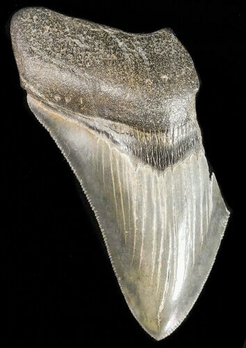 Partial, Serrated, Fossil Megalodon Tooth #47599